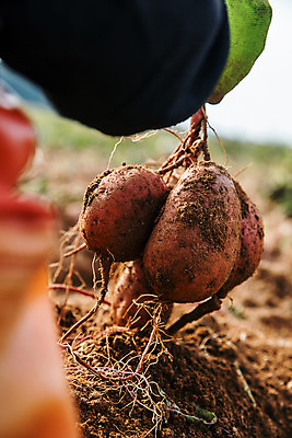 포토 JPG 주간 손 들기 야외 신체부위 농작물 전라남도 특산물 고구마 해남 황토 국내포토 자연요소 농업 모션 뿌리채소 사람 흙 전라도 파일형식