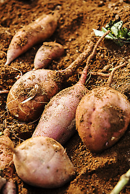 포토 JPG 주간 근접촬영 사람없음 야외 농작물 전라남도 특산물 고구마 해남 황토 국내포토 자연요소 뷰포인트 농업 뿌리채소 흙 전라도 파일형식