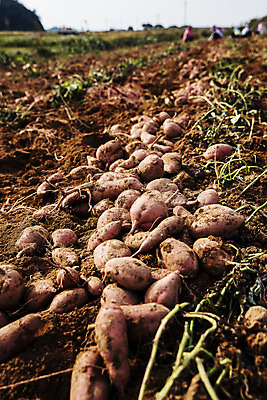 포토 JPG 주간 근접촬영 사람없음 야외 농작물 전라남도 특산물 고구마 해남 황토 고구마밭 국내포토 자연요소 뷰포인트 밭 농업 뿌리채소 흙 전라도 파일형식