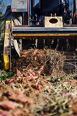 포토 JPG 주간 사람없음 야외 농작물 전라남도 특산물 고구마 트랙터 해남 황토 고구마밭 국내포토 자연요소 밭 농업 뿌리채소 흙 농기계 전라도 특수차량 파일형식