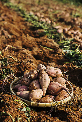 포토 JPG 주간 사람없음 야외 아웃포커스 농작물 바구니 전라남도 특산물 고구마 해남 황토 고구마밭 국내포토 자연요소 밭 농업 뿌리채소 촬영기법 흙 전라도 파일형식