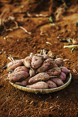 포토 JPG 주간 사람없음 야외 아웃포커스 농작물 바구니 전라남도 특산물 고구마 해남 황토 국내포토 자연요소 농업 뿌리채소 촬영기법 흙 전라도 파일형식