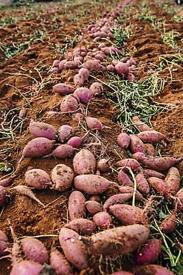 포토 JPG 주간 사람없음 야외 농작물 전라남도 특산물 고구마 해남 황토 고구마밭 국내포토 자연요소 밭 농업 뿌리채소 흙 전라도 파일형식