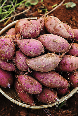 포토 JPG 주간 근접촬영 사람없음 야외 농작물 쌓기 바구니 전라남도 특산물 고구마 해남 황토 국내포토 자연요소 뷰포인트 농업 모션 뿌리채소 흙 전라도 파일형식