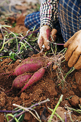 포토 JPG 주간 손 야외 신체부위 농작물 잡기 전라남도 특산물 고구마 해남 황토 고구마밭 국내포토 자연요소 밭 농업 모션 뿌리채소 사람 흙 전라도 파일형식