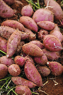 포토 JPG 주간 근접촬영 사람없음 야외 농작물 쌓기 전라남도 특산물 고구마 해남 황토 국내포토 자연요소 뷰포인트 농업 모션 뿌리채소 흙 전라도 파일형식