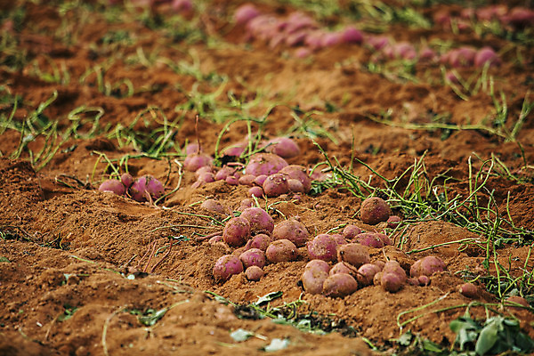포토 JPG 주간 사람없음 야외 농작물 전라남도 특산물 고구마 해남 황토 고구마밭 국내포토 자연요소 밭 농업 뿌리채소 흙 전라도 파일형식