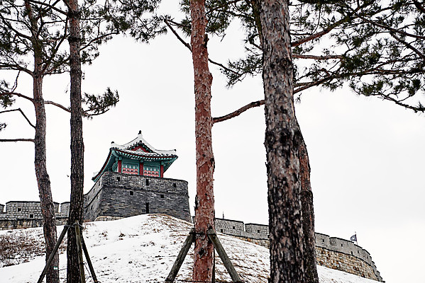 포토 JPG 주간 전통 문화 설경 겨울 풍경 사람없음 야외 세계문화유산 흰색 눈 소나무 수원 화성시 겨울풍경 수원화성 국내포토 자연요소 나무 계절 컬러 한국건축 날씨 문화재 경기도 랜드마크 파일형식