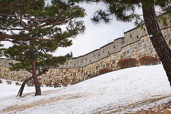 포토 JPG 주간 전통 문화 설경 겨울 풍경 사람없음 야외 세계문화유산 흰색 눈 소나무 수원 화성시 겨울풍경 수원화성 국내포토 자연요소 나무 계절 컬러 한국건축 날씨 문화재 경기도 랜드마크 파일형식