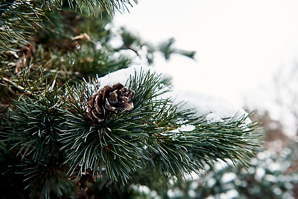 포토 JPG 주간 전통 문화 설경 겨울 풍경 근접촬영 사람없음 야외 초록색 세계문화유산 눈 소나무 솔방울 수원 화성시 겨울풍경 국내포토 자연요소 나무 계절 뷰포인트 컬러 날씨 문화재 경기도 파일형식