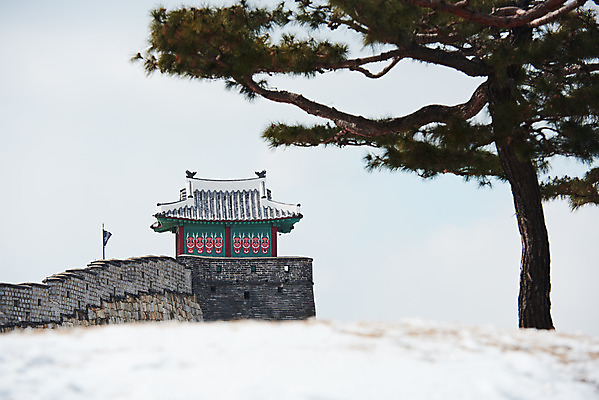 포토 JPG 주간 전통 문화 설경 겨울 풍경 사람없음 야외 세계문화유산 흰색 눈 소나무 수원 화성시 겨울풍경 수원화성 국내포토 자연요소 나무 계절 컬러 한국건축 날씨 문화재 경기도 랜드마크 파일형식