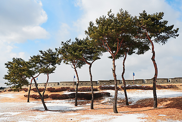 포토 JPG 주간 전통 문화 설경 겨울 풍경 사람없음 야외 초록색 파란색 세계문화유산 눈 소나무 수원 화성시 겨울풍경 수원화성 국내포토 자연요소 나무 계절 컬러 한국건축 날씨 문화재 경기도 랜드마크 파일형식
