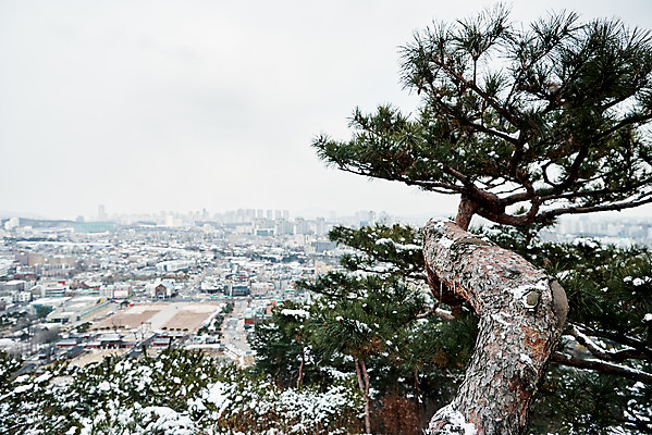 포토 JPG 주간 전통 문화 설경 겨울 풍경 사람없음 야외 세계문화유산 흰색 눈 소나무 수원 화성시 겨울풍경 국내포토 자연요소 나무 계절 컬러 날씨 문화재 경기도 파일형식