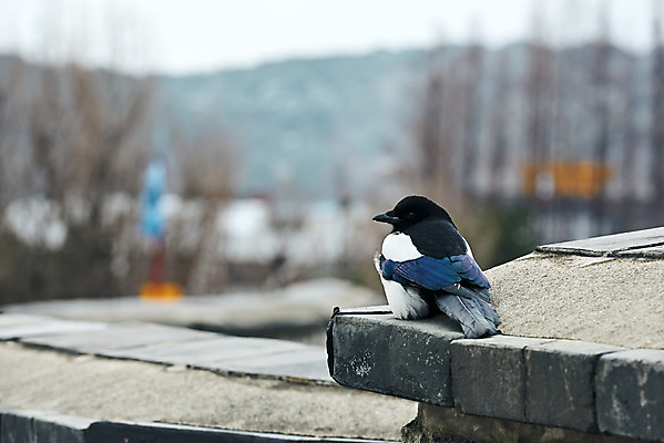 포토 JPG 주간 한마리 전통 문화 설경 겨울 풍경 사람없음 야외 아웃포커스 검은색 세계문화유산 눈 성벽 까치 수원 화성시 겨울풍경 국내포토 자연요소 1 계절 컬러 조류 날씨 촬영기법 문화재 경기도 파일형식