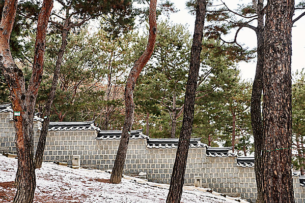 포토 JPG 주간 전통 문화 설경 겨울 풍경 사람없음 야외 초록색 세계문화유산 흰색 눈 소나무 성벽 수원 화성시 겨울풍경 수원화성 국내포토 자연요소 나무 계절 컬러 한국건축 날씨 문화재 경기도 랜드마크 파일형식