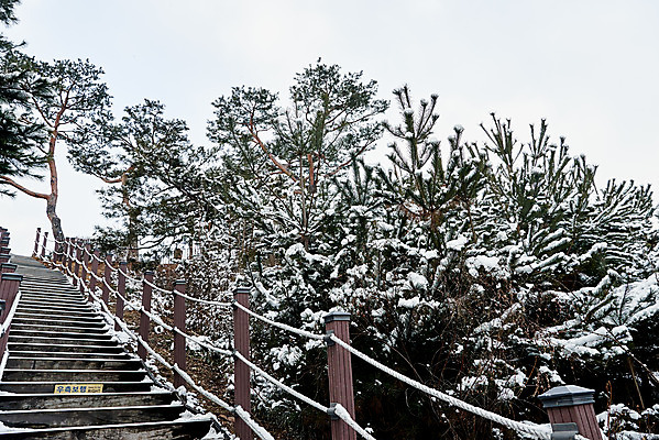 포토 JPG 주간 설경 겨울 풍경 사람없음 야외 계단 흰색 눈 소나무 등산로 수원 화성시 겨울풍경 국내포토 자연요소 나무 계절 컬러 날씨 등산 경기도 파일형식
