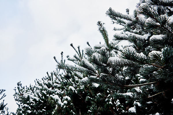 포토 JPG 주간 전통 문화 설경 겨울 풍경 사람없음 야외 초록색 눈 소나무 솔잎 수원 화성시 겨울풍경 국내포토 자연요소 나무 계절 컬러 잎 날씨 경기도 파일형식