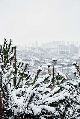 포토 JPG 주간 전통 문화 설경 겨울 풍경 사람없음 야외 세계문화유산 흰색 눈 소나무 수원 화성시 겨울풍경 국내포토 자연요소 나무 계절 컬러 날씨 문화재 경기도 파일형식