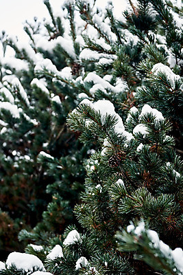 포토 JPG 주간 전통 문화 설경 겨울 풍경 사람없음 야외 초록색 흰색 눈 소나무 수원 화성시 겨울풍경 국내포토 자연요소 나무 계절 컬러 날씨 경기도 파일형식