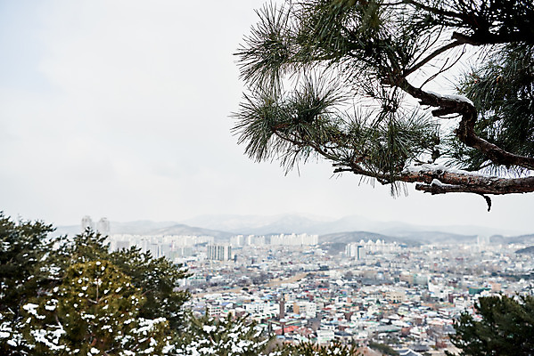 포토 JPG 주간 전통 문화 설경 겨울 풍경 사람없음 야외 세계문화유산 흰색 눈 소나무 수원 화성시 겨울풍경 국내포토 자연요소 나무 계절 컬러 날씨 문화재 경기도 파일형식