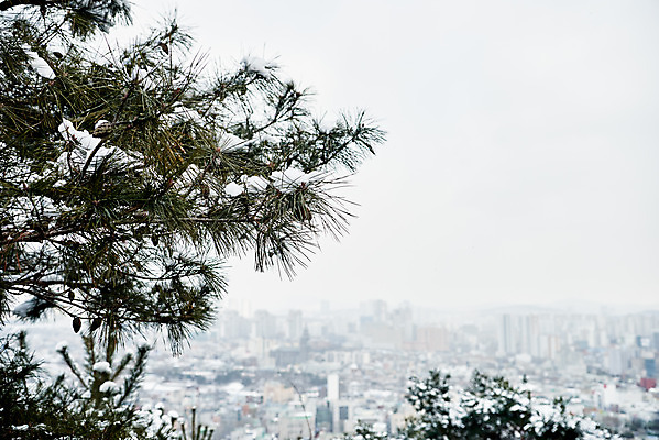 포토 JPG 주간 전통 문화 설경 겨울 풍경 사람없음 야외 세계문화유산 흰색 눈 소나무 수원 화성시 겨울풍경 국내포토 자연요소 나무 계절 컬러 날씨 문화재 경기도 파일형식