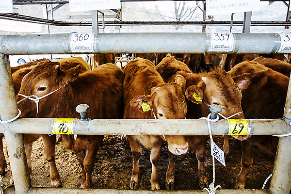 포토 JPG 주간 여러마리 사람없음 농장 소 경상남도 축사 특산물 한우 합천 국내포토 자연요소 건축물 다수 농업 포유류 소고기 축산업 경상도 파일형식