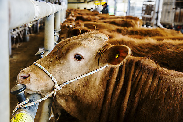 포토 JPG 주간 여러마리 사람없음 농장 소 경상남도 축사 특산물 한우 합천 국내포토 자연요소 건축물 다수 농업 포유류 소고기 축산업 경상도 파일형식
