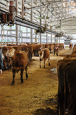 포토 JPG 주간 여러마리 사람없음 농장 소 경상남도 축사 특산물 한우 합천 국내포토 자연요소 건축물 다수 농업 포유류 소고기 축산업 경상도 파일형식