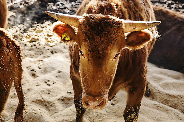 포토 JPG 주간 한마리 사람없음 농장 소 경상남도 축사 특산물 한우 합천 국내포토 자연요소 1 건축물 농업 포유류 소고기 축산업 경상도 파일형식