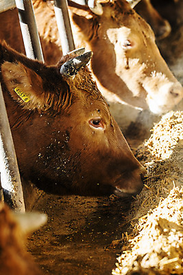 포토 JPG 주간 여러마리 사람없음 농장 소 경상남도 먹기 축사 특산물 한우 합천 국내포토 자연요소 건축물 다수 농업 포유류 모션 소고기 축산업 경상도 파일형식