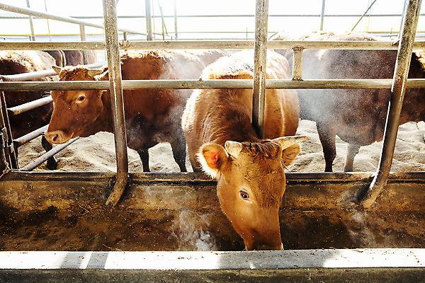 포토 JPG 주간 세마리 사람없음 농장 소 경상남도 먹기 축사 특산물 한우 합천 국내포토 자연요소 건축물 농업 포유류 모션 3 소고기 축산업 경상도 파일형식