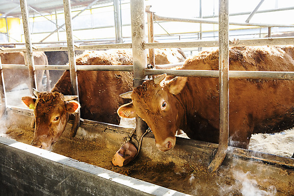 포토 JPG 주간 두마리 사람없음 농장 소 경상남도 먹기 축사 특산물 한우 합천 국내포토 자연요소 건축물 2 농업 포유류 모션 소고기 축산업 경상도 파일형식