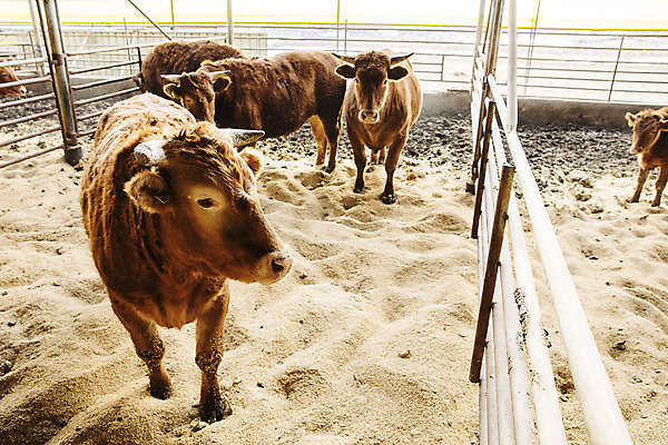 포토 JPG 주간 여러마리 사람없음 농장 소 경상남도 축사 특산물 한우 합천 국내포토 자연요소 건축물 다수 농업 포유류 소고기 축산업 경상도 파일형식