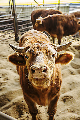 포토 JPG 주간 응시 세마리 사람없음 농장 소 경상남도 축사 특산물 한우 합천 국내포토 자연요소 건축물 시선 농업 포유류 3 소고기 축산업 경상도 파일형식