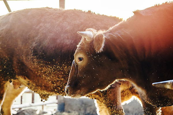 포토 JPG 주간 두마리 사람없음 농장 소 경상남도 축사 특산물 한우 합천 국내포토 자연요소 건축물 2 농업 포유류 소고기 축산업 경상도 파일형식