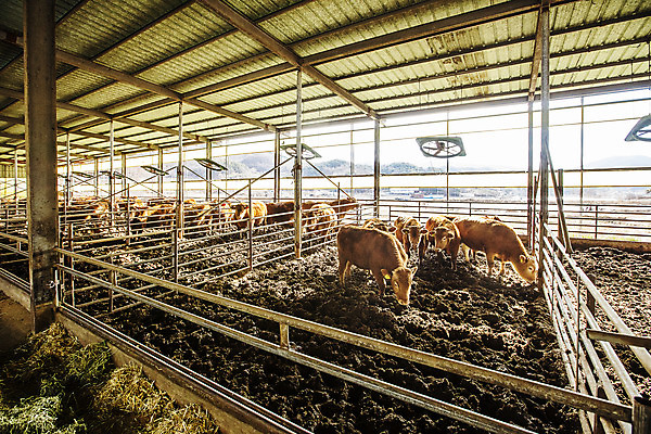 포토 JPG 주간 여러마리 사람없음 농장 소 경상남도 축사 특산물 한우 합천 국내포토 자연요소 건축물 다수 농업 포유류 소고기 축산업 경상도 파일형식
