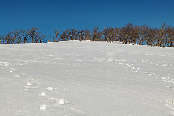 포토 JPG 주간 계절 겨울 사람없음 야외 파란색 설원 흰색 눈 발자국 강원도 강릉 대관령 겨울풍경 국내포토 자연요소 컬러 자국 날씨 한국 눈_날씨 풍경 파일형식