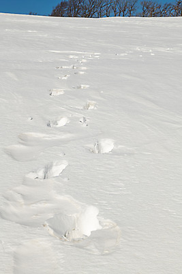 포토 JPG 주간 계절 겨울 사람없음 야외 설원 흰색 눈 발자국 강원도 강릉 대관령 겨울풍경 국내포토 자연요소 컬러 자국 날씨 한국 눈_날씨 풍경 파일형식