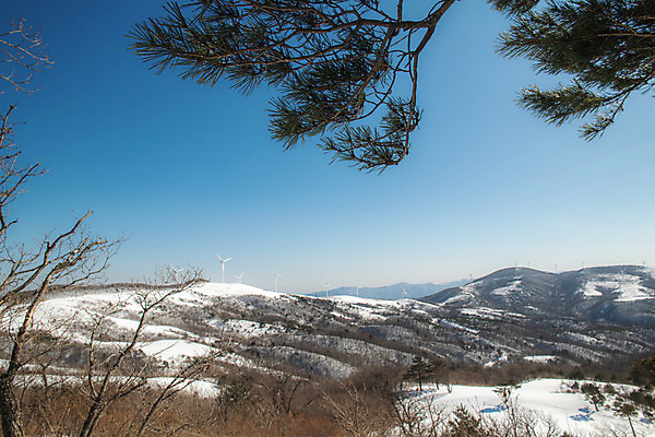 포토 JPG 주간 나무 계절 겨울 사람없음 야외 파란색 설원 흰색 눈 강원도 강릉 대관령 겨울풍경 국내포토 자연요소 식물 컬러 날씨 한국 눈_날씨 풍경 파일형식
