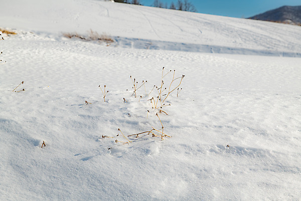 포토 JPG 주간 계절 겨울 사람없음 야외 설원 흰색 눈 강원도 강릉 대관령 겨울풍경 국내포토 자연요소 컬러 날씨 한국 눈_날씨 풍경 파일형식
