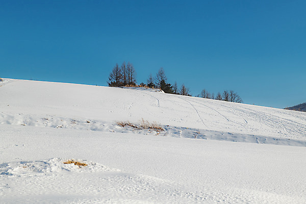 포토 JPG 주간 계절 겨울 사람없음 야외 파란색 설원 흰색 눈 강원도 강릉 대관령 겨울풍경 국내포토 자연요소 컬러 날씨 한국 눈_날씨 풍경 파일형식