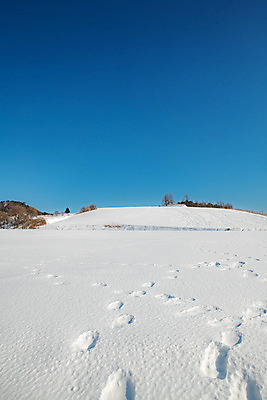 포토 JPG 주간 계절 겨울 사람없음 야외 파란색 설원 흰색 눈 발자국 강원도 강릉 대관령 겨울풍경 국내포토 자연요소 컬러 자국 날씨 한국 눈_날씨 풍경 파일형식