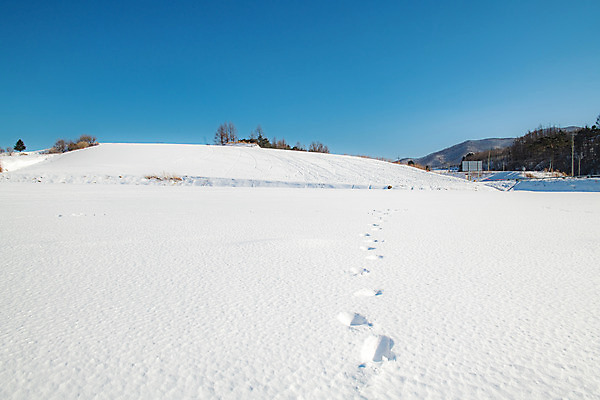 포토 JPG 주간 계절 겨울 사람없음 야외 파란색 설원 흰색 눈 발자국 강원도 강릉 대관령 겨울풍경 국내포토 자연요소 컬러 자국 날씨 한국 눈_날씨 풍경 파일형식