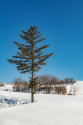 포토 JPG 주간 나무 계절 겨울 사람없음 야외 파란색 설원 흰색 눈 강원도 강릉 대관령 겨울풍경 국내포토 자연요소 식물 컬러 날씨 한국 눈_날씨 풍경 파일형식