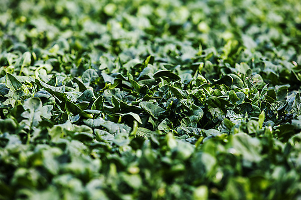 포토 JPG 주간 채소 사람없음 야외 소프트포커스 경상북도 특산물 시금치 포항 국내포토 자연요소 촬영기법 경상도 파일형식