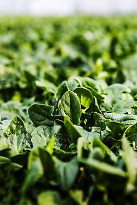 포토 JPG 주간 채소 사람없음 야외 아웃포커스 경상북도 특산물 시금치 포항 국내포토 자연요소 촬영기법 경상도 파일형식