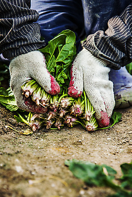 포토 JPG 주간 손 밭 채소 야외 신체부위 잡기 경상북도 특산물 시금치 포항 국내포토 자연요소 농업 모션 사람 경상도 파일형식