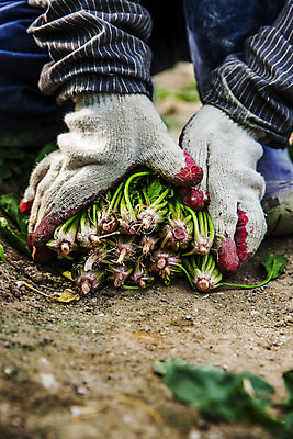포토 JPG 주간 손 채소 야외 신체부위 경상북도 특산물 시금치 포항 국내포토 자연요소 사람 경상도 파일형식