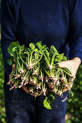 포토 JPG 주간 채소 한명 들기 사람 상반신 야외 앞모습 경상북도 특산물 시금치 포항 국내포토 자연요소 1 뷰포인트 모션 경상도 파일형식