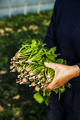 포토 JPG 주간 채소 한명 들기 상반신 야외 옆모습 경상북도 특산물 시금치 포항 국내포토 자연요소 1 뷰포인트 모션 사람 경상도 파일형식